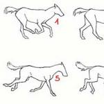 Как нарисовать лошадь поэтапно легко и красиво
