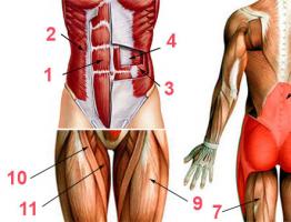 Что такое мышцы кора и упражнения для них