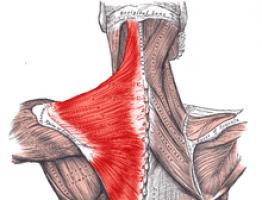 Больная спина: растягивать или «закачивать Правильная прокачка спины